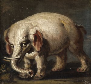 Elephant